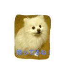 ぽめ部 1（個別スタンプ：7）