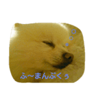 ぽめ部 1（個別スタンプ：8）