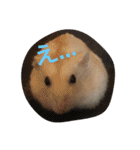 ハムと一緒2（個別スタンプ：1）