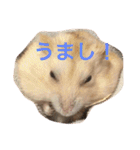 ハムと一緒2（個別スタンプ：2）