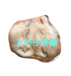ハムと一緒2（個別スタンプ：4）