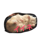 ハムと一緒2（個別スタンプ：6）