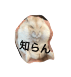 ハムと一緒2（個別スタンプ：11）