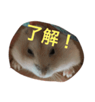 ハムと一緒2（個別スタンプ：15）