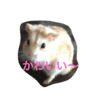 ハムと一緒2（個別スタンプ：16）