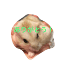 ハムと一緒2（個別スタンプ：24）