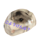 ハムと一緒2（個別スタンプ：27）