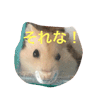 ハムと一緒2（個別スタンプ：29）