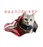 ひめ と くろた  2にゃんズ（個別スタンプ：1）
