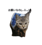 ひめ と くろた  2にゃんズ（個別スタンプ：5）