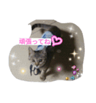 ひめ と くろた  2にゃんズ（個別スタンプ：15）