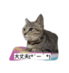 ひめ と くろた  2にゃんズ（個別スタンプ：18）