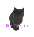 ひめ と くろた  2にゃんズ（個別スタンプ：20）