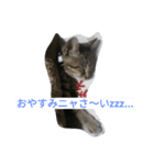 ひめ と くろた  2にゃんズ（個別スタンプ：31）