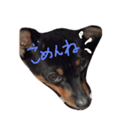 たじまわんこ（個別スタンプ：2）
