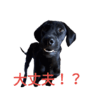 我が家の黒犬（個別スタンプ：4）