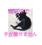 我が家の黒犬（個別スタンプ：7）