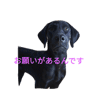 我が家の黒犬（個別スタンプ：17）