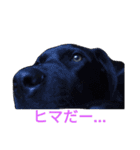 我が家の黒犬（個別スタンプ：18）