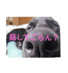 我が家の黒犬（個別スタンプ：20）