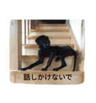 我が家の黒犬（個別スタンプ：21）