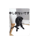 我が家の黒犬（個別スタンプ：22）