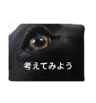 我が家の黒犬（個別スタンプ：24）