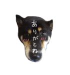 佐々木家のソラ（個別スタンプ：2）