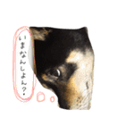佐々木家のソラ（個別スタンプ：4）