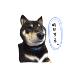 佐々木家のソラ（個別スタンプ：8）