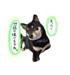 佐々木家のソラ（個別スタンプ：9）