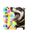 佐々木家のソラ（個別スタンプ：10）