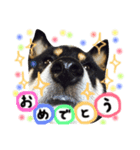 佐々木家のソラ（個別スタンプ：15）