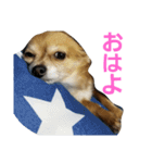 りあるちわわ【日常会話編】（個別スタンプ：5）