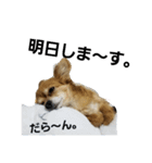 りあるちわわ【日常会話編】（個別スタンプ：8）