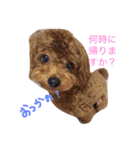 毎日ココ（個別スタンプ：1）