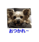 ベルちゃん➕ジャスミンスタンプ（個別スタンプ：1）