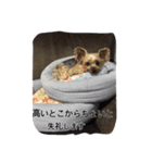 ベルちゃん➕ジャスミンスタンプ（個別スタンプ：2）