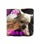 ベルちゃん➕ジャスミンスタンプ（個別スタンプ：3）