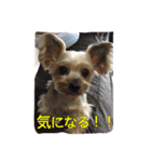 ベルちゃん➕ジャスミンスタンプ（個別スタンプ：4）