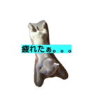 わんにゃこ★（個別スタンプ：1）
