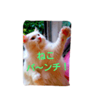 わんにゃこ★（個別スタンプ：5）