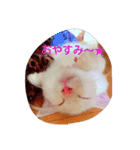 わんにゃこ★（個別スタンプ：8）