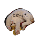きなこの一日（個別スタンプ：8）