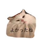 きなこの一日（個別スタンプ：15）
