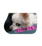 everyday melon（個別スタンプ：5）