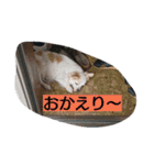 everyday melon（個別スタンプ：6）