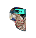 everyday melon（個別スタンプ：8）