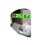 everyday melon（個別スタンプ：10）