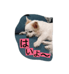 everyday melon（個別スタンプ：12）
